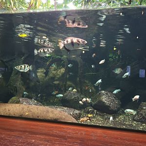 Australia Palaudarium