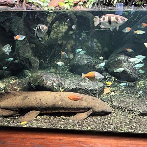 Australian Lungfish, Archerfish and Rainbowfish