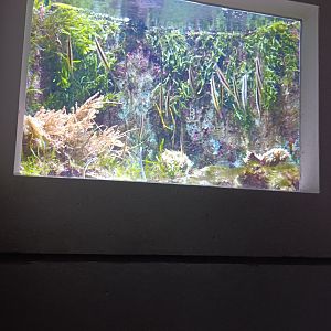Unnusual Fishes Tank