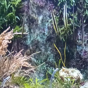 Shrimpfish, Banded Pipefish and Spotted Garden Eel