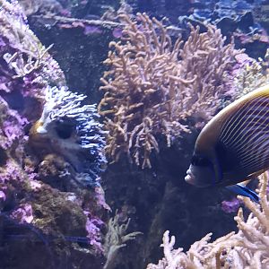 Emperor Angelfish