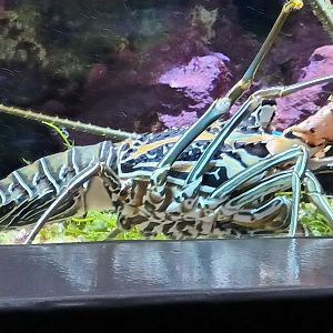 Spiny Lobster