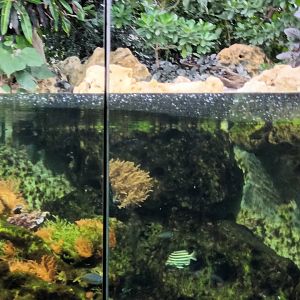 Coral Lagoon Tank