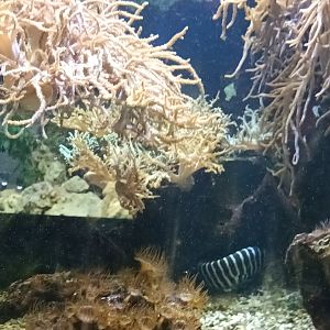 Moray Eel Tank