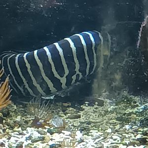 Zebra Moray
