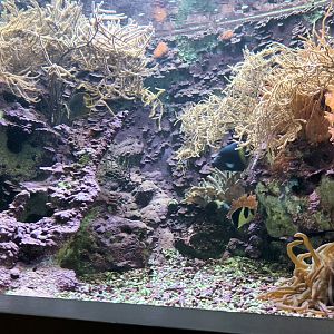 Yellowbar Angelfish Tank