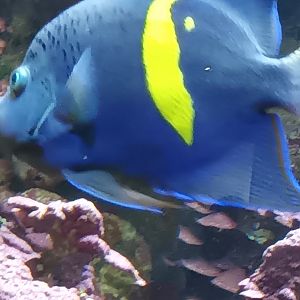 Yellowbar Angelfish