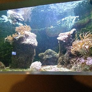 Venemous Reef Fish Tank