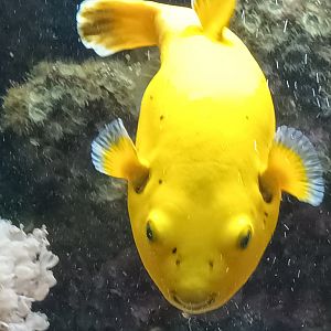 Blackspotted Pufferfish