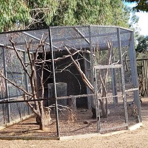 First new aviary - housing 1 X Indian Ring-necked Parrot and 1 X Lady Amhurst Pheasant