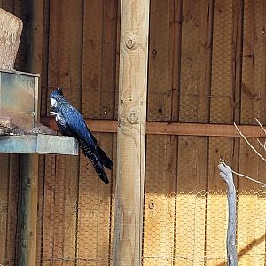 Red tailed Black Cockatoo