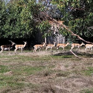 Blackbuck group