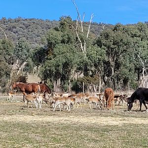 Horses and Fallow Deer