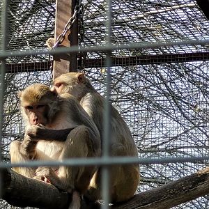 Rhesus Macaques