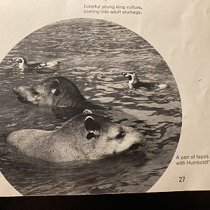 1973 Official Zoo Guidebook - Humboldt penguins and tapirs