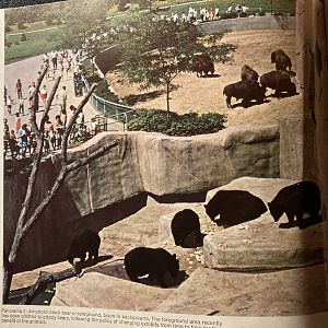 1973 Official Zoo Guidebook - Black bears and Bison