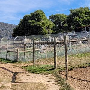 View of Mained Wolf enclosure
