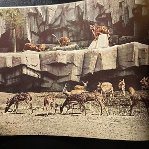 1973 Official Zoo Guidebook - Tiger and Axis Deer exhibit