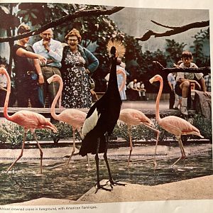 1973 Official Zoo Guidebook - Aviary