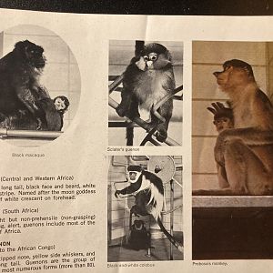 1973 Official Zoo Guidebook - Primates