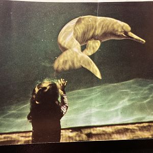 1973 Official Zoo Guidebook - Amazon River Dolphin