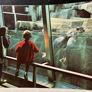1973 Official Zoo Guidebook - Seals in Small Mammal House