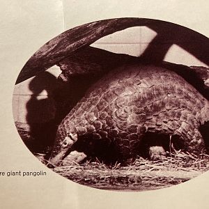 1973 Official Zoo Guidebook - Pangolin