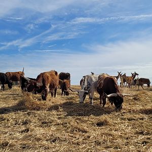 Texas Long horned Cattle