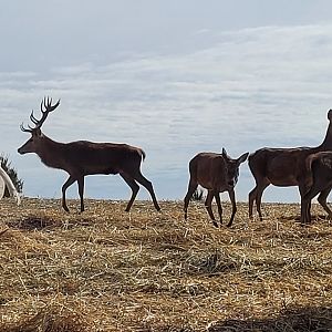 Red Deer