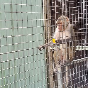 Rhesus Macaque