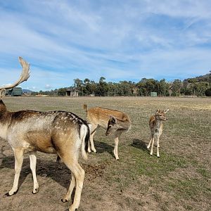 Fallow Deer