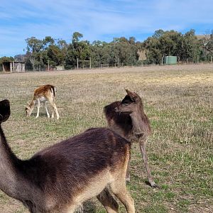Black Fallow Deer