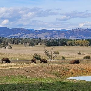 Bison herd, 7 individuals