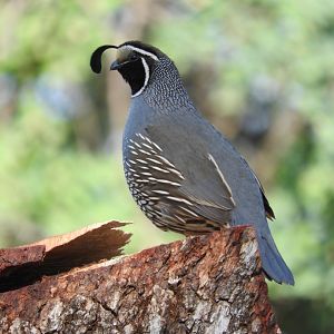 California Quail male