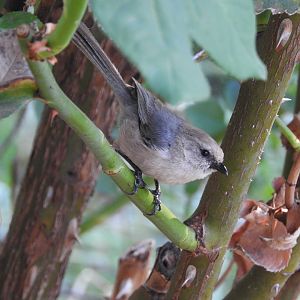 Bushtit