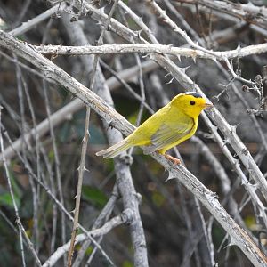 Wilson's Warbler male