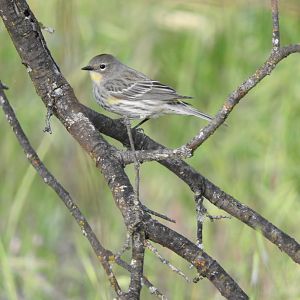 Yellow-rumped Warbler female