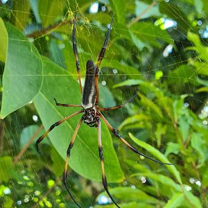 La Digue - Palm spider (Nephila inaurata)