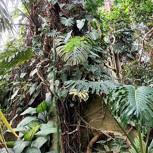 Amazon Rainforest General View