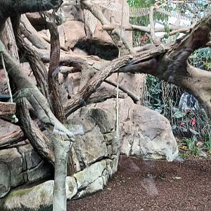 Black Howler Monkey Indoor Enclosure