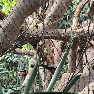 Other View of Black Howler Monkey Indoor Enclosure