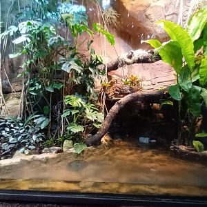Green Anaconda Habitat