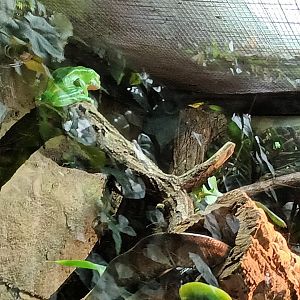 Waxy monkey tree Frog