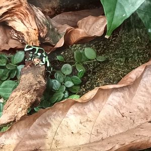 Green and black poison dart Frog