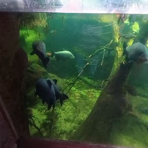 Giants of the Amazon Tank