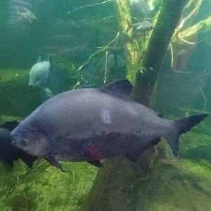 Black Pacu