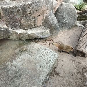 Brown nosed Coati Enclosure