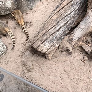 Brown nosed Coatis
