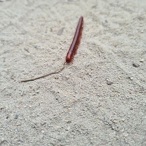 La Digue - Rusty millipede (Trigoniulus corallinus)