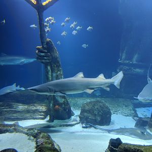 "Lost City" shark tank  (2019)